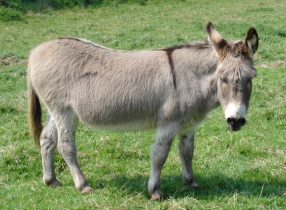 Donkey - Church Farm Stow Bardolph